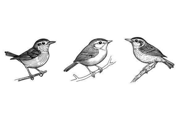 Enhancing Your Creative Projects with a Hand Drawn Birds Illustration Set