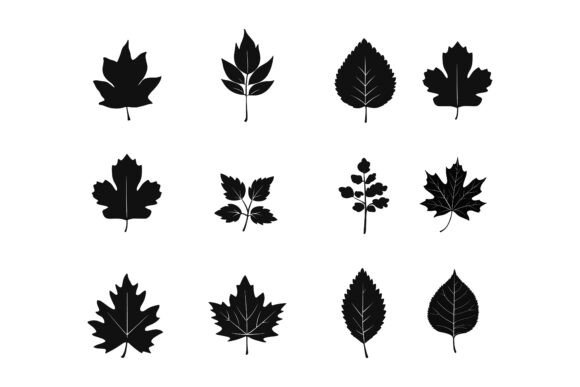 Evaluating Leafy Giants Broadleaf Tree Illustration Collections